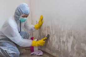 Reliable Cross Plains, WI Mold Inspection Solutions